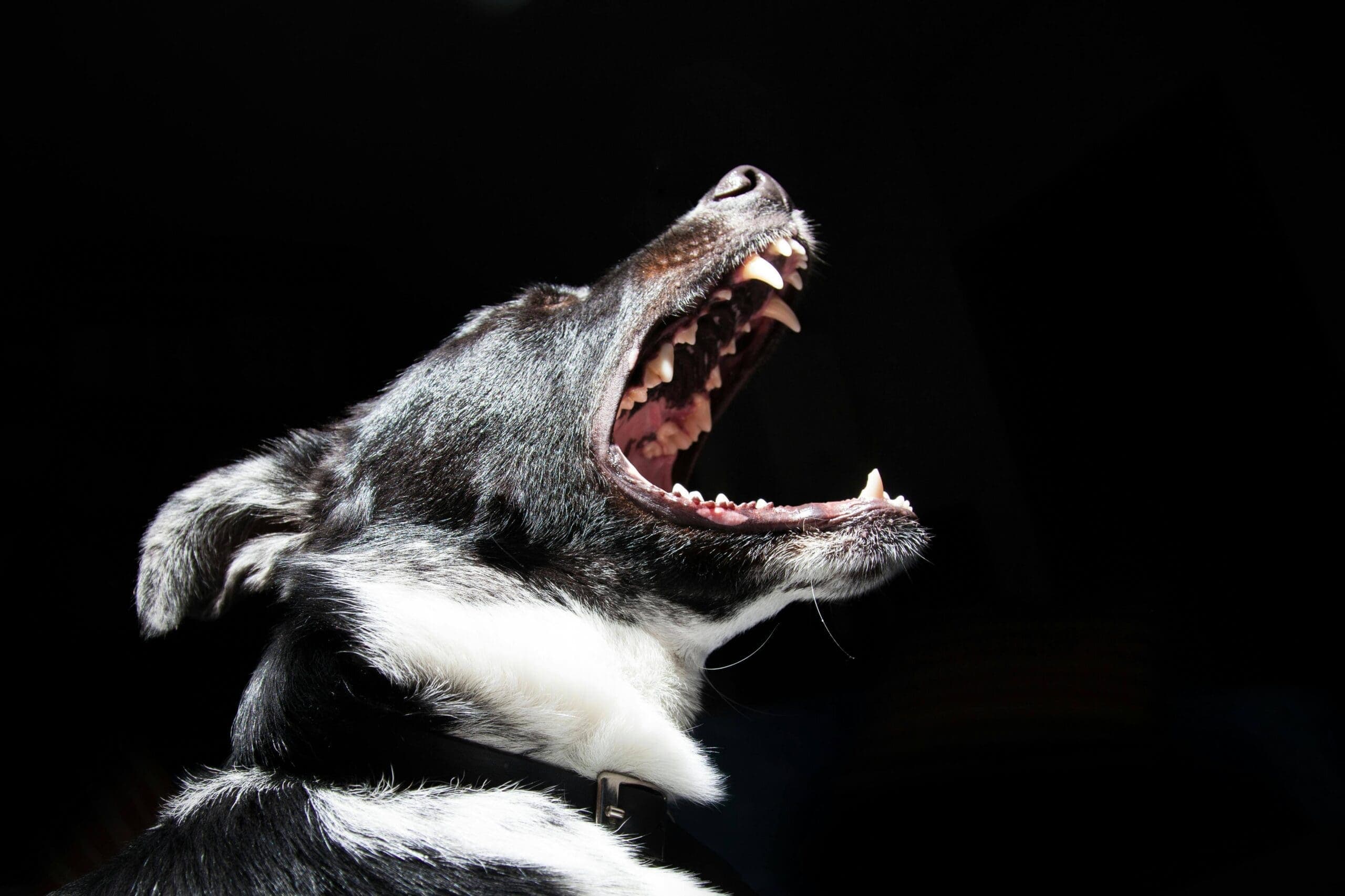 What Infections Can You Get From a Dog Bite?