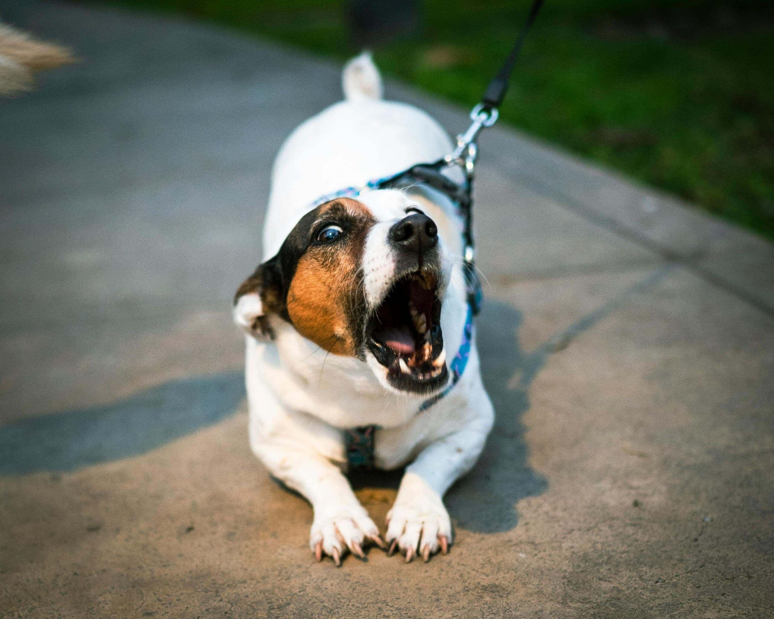 Should You Photograph the Dog After a Bite in Nevada?