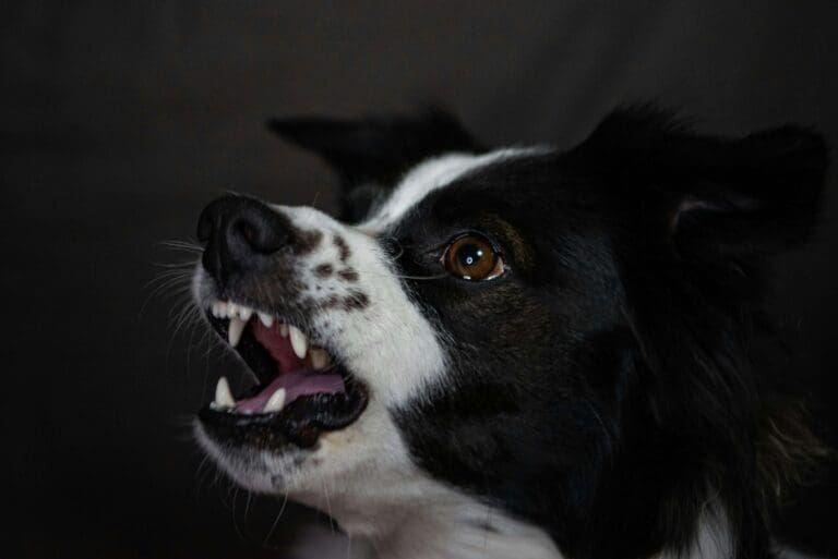 Dog snarling with teeth bared — dog bite survivors may develop PTSD, anxiety, and cynophobia that requires professional therapy